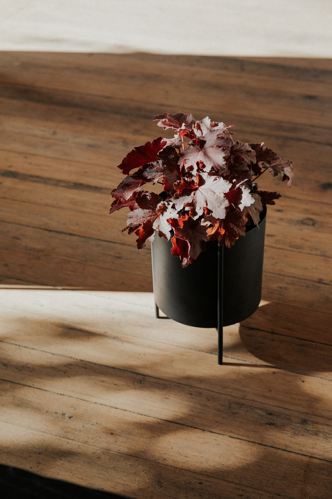 Small Black Botanic Plant Pot with Stand - featured